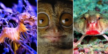 İlginç Hayvanlar:  Adını Daha Önce Hiç Duymamış Olabileceğiniz 29 İlginç Hayvan