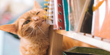 Kedilerin 6 Tuhaf Davranışı ve Merak Edilen Sebepleri