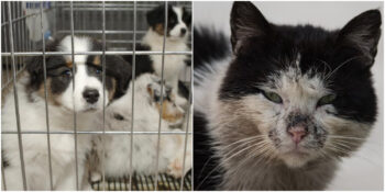 4 Ekim Hayvanları Koruma Günü: Sessiz Dostlarımızı Korumak İçin Neler Yapabiliriz?