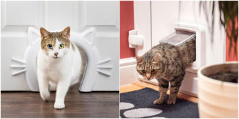 Özgürlüklerine Düşkün Kedilere: En İyi Kedi Kapıları