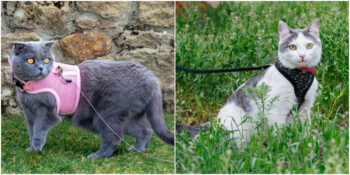 Gezmeyi Seven Kedilere: En İyi Kedi Gezdirme Tasmaları