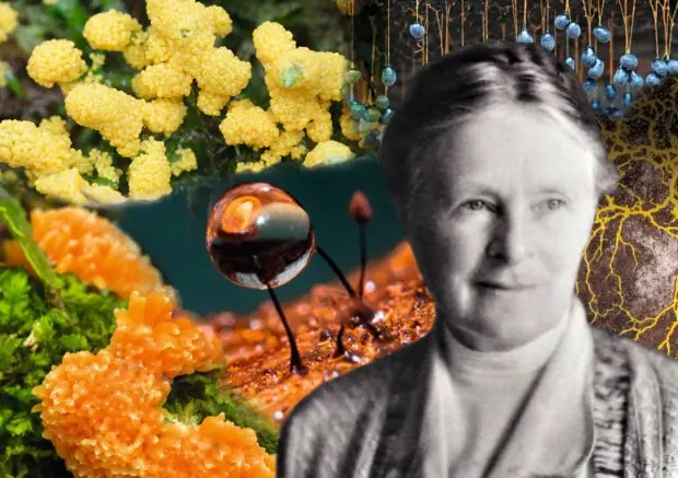 Gulielma lister