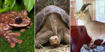 Türünün son örneği olan hayvanlar