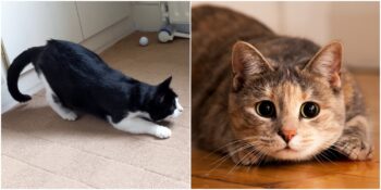 Toplanın Açıklıyoruz! Kediler Hamle Yapmadan Önce Neden Popolarını Sallarlar?