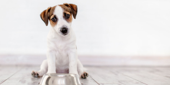 Hiç Büyümeyen Küçük Dostlarımıza: En İyi Küçük Irk Köpek Mamaları