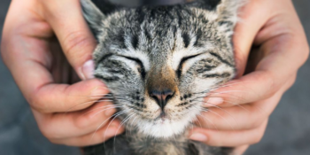 Kedi Dostlarımız İçin En İyi Multivitaminler