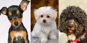 Süs Köpekleri: Birbirinden Sevimli 31 Süs Köpeği Cinsi ve Özellikleri