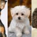 Süs Köpekleri: Birbirinden Sevimli 31 Süs Köpeği Cinsi ve Özellikleri