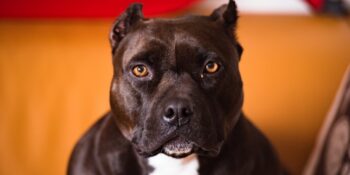 Pitbull Cinsleri: Amerika’nın Ulusal Sembolü Olan Pitbull Cinsi Düşünüldüğü Kadar Saldırgan Mı?