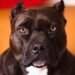 Pitbull Cinsleri: Amerika’nın Ulusal Sembolü Olan Pitbull Cinsi Düşünüldüğü Kadar Saldırgan Mı?