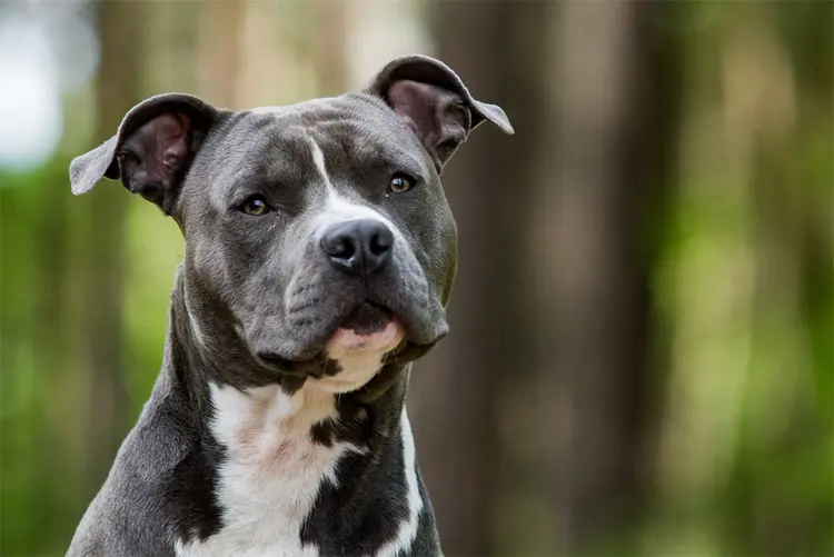 pitbull cinsleri