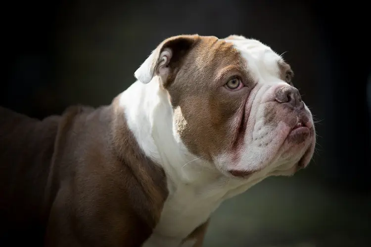 pitbull cinsleri
