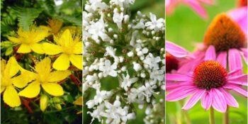 Ginsengden Sarı Kantarona: Hastalıkların Tedavisinde Kullanılan Dünyanın En Popüler 9 Bitkisi