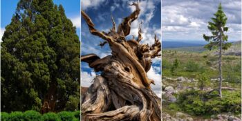 Yıllara Meydan Okuyorlar! Dünyanın En Yaşlı 6 Ağacı