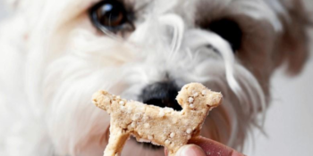 Lezzetli Ve Eğlenceli: En İyi Köpek Ödül Mamaları