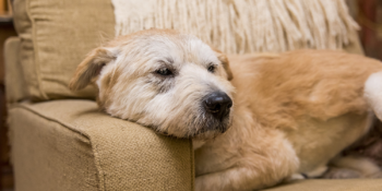 Yaşlanan Dostlarımızın Daha Sağlıklı Olması İçin: En İyi Yaşlı Köpek Mamaları