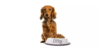 Minik Tüylü Dostlarımızın Sağlıklı Beslenmesi İçin: En İyi Yavru Köpek Mamaları