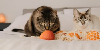 Minik Dostlarınıza Dikkat Edin! Evcil Hayvanların Sağlığını Tehdit Edebilecek 7 Gıda