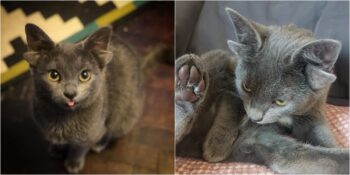 En Sevimli Instagram Fenomeni: Dört Kulakla Doğan Yavru Kedi Midas İle Tanışın