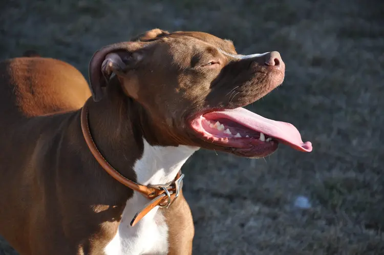 pitbull cinsleri