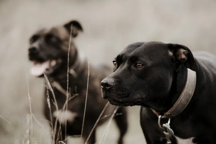 pitbull cinsleri