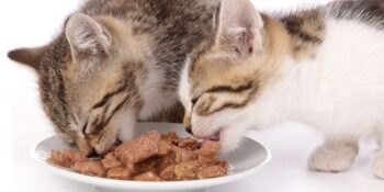 Kedilerde Beslenme Nasıl Olmalı? En İyi Kedi Yaş Mama Markaları Hangileri?