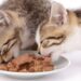 Kedilerde Beslenme Nasıl Olmalı? En İyi Kedi Yaş Mama Markaları Hangileri?