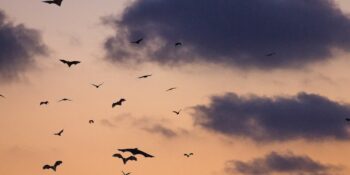 Vampir Efsanelerini Doğrulayan Yeni Bir Çalışma: Genç Farelerin Kanı Yaşlıların Hücrelerini Yenilemeyi Sağladı