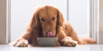 Yetişkin Köpekler İçin En Lezzetli 10 Konserve Köpek Maması