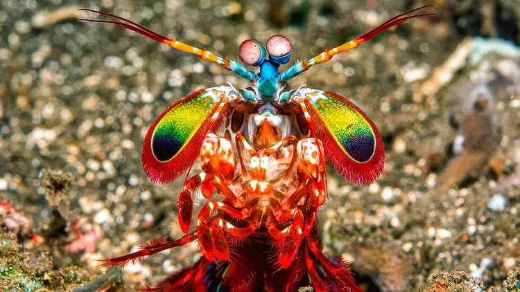Mantis karidesi