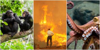 Bilim Açıklıyor! İnsanlar Yok Olursa Hangi Hayvan Gezegenin Hakimi Olacak?