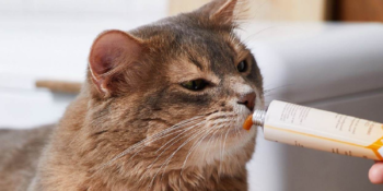 Hem Kolay Hem Eğlenceli: En İyi Kedi Macunları