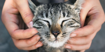 Kediler İçin Ödül Maması Beslenmesi Ve En İyi Kedi Ödül Mamaları