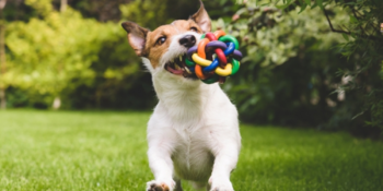 Köpeğiniz Bu Oyuncaklara Bayılacak: En İyi Köpek Oyuncakları
