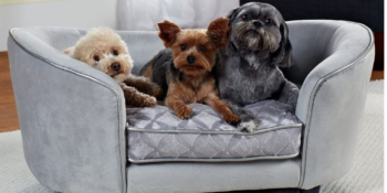 Yumuşacık ve Huzurlu Bir Uyku İçin: En İyi Köpek Yatakları