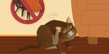 Pirelerle Savaş! Kediler İçin En Etkili Pire Karşıtı Ürünler