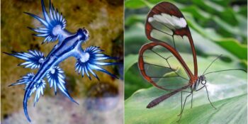 Mavi Ejderhadan Cam Kanatlı Kelebeğe: Sıra Dışı Görünümleriyle Dikkat Çeken 18 Hayvan