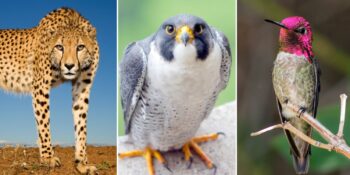 Dünyanın en hızlı hayvanları