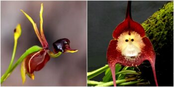 Görünüşüyle Farklı Bir Canlıyı Andıran Birbirinden Tuhaf 10 Bitki