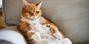 Sağlıklı ve Fit: En İyi Diyet Kedi Mamaları