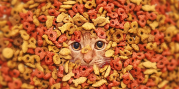 Sevimli Ev Arkadaşlarımız İçin: En İyi Yetişkin ve Yaşlı Kedi Mamaları