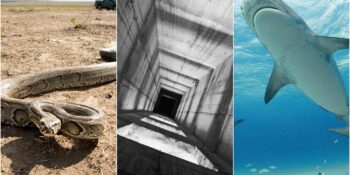 Kaktüs Suyu İçmekten Yılan Zehri Emmeye: Gerçekte İşe Yaramayan 12 Hayatta Kalma Efsanesi