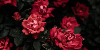 Aşkın ve Tutkunun Sembolü: Sevgililer Günü’nde Neden Kırmızı Gül Veriyoruz?