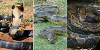 Dünyanın en büyük yılanı