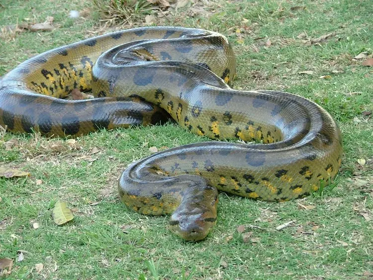 Anakonda