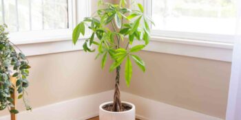 Para ağacı bakımı