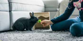 Tavşan nasıl eğitilir