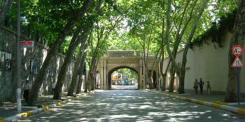 Dolmabahçe’deki Ağaçların Kesilmesine Neden Olan Çınar Kanseri Daha Büyük Ağaç Hastalıklarının Habercisi Olabilir Mi?