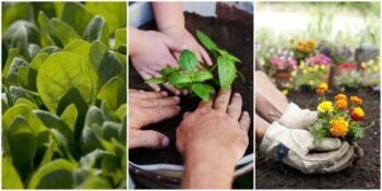 Domatesten Ayçiçeğine: Bahçenizde Yetiştirebileceğiniz Bakımı En Kolay 10 Bitki