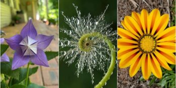 Kusursuz Desenleri Seven Gerçek Simetri Aşıklarına: Doğadaki Uyumu En İyi Yansıtan 23 Geometrik Bitki